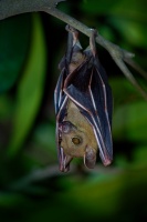 Kalon ramenaty - Cynopterus brachyotis - Lesser Short-nosed Fruit Bat o4180